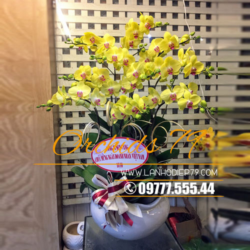 Chậu hoa lan hồ điệp đẹp màu vàng (10 CÀNH) VMS-93