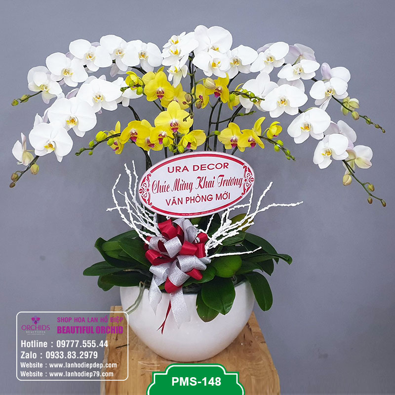 Chậu lan hồ điệp giá rẻ với 10 cành hoa màu trắng vàng