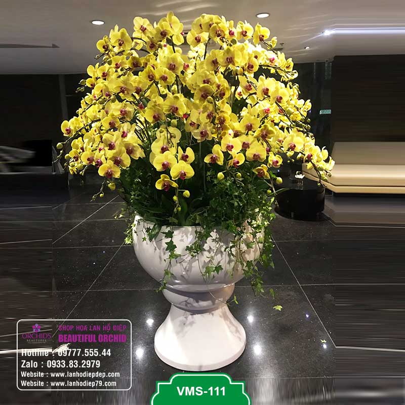 Bình lan hồ điệp đẹp chưng tết 59 cành hoa vàng VMS-111