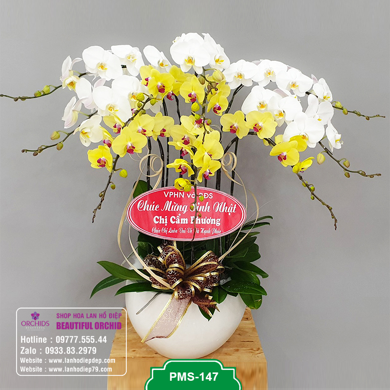 Chậu hoa lan hồ điệp đẹp 10 cành hoa màu trắng vàng