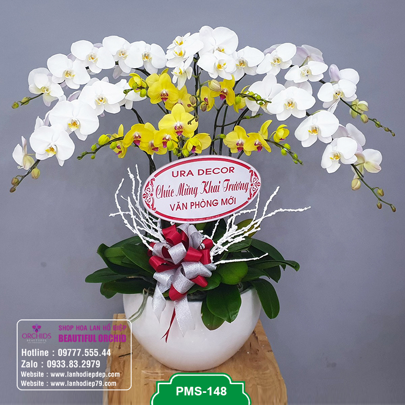 Mẫu lan hồ điệp đẹp 10 cành hoa trắng vàng