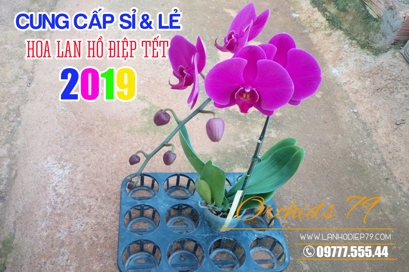 Gia-si-hoa-lan-ho-diep-tet-2019