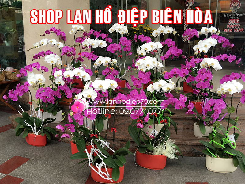 Shop-lan-ho-diep-tai-bien-hoa-dong-nai