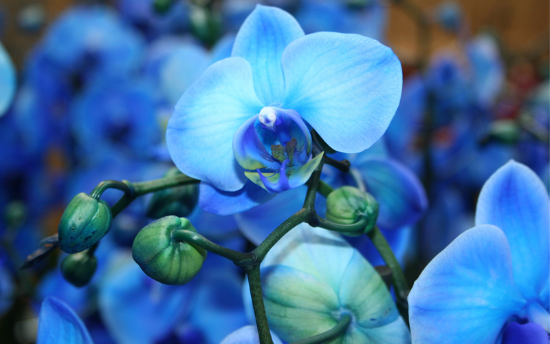hoa lan hồ điệp màu xanh dương