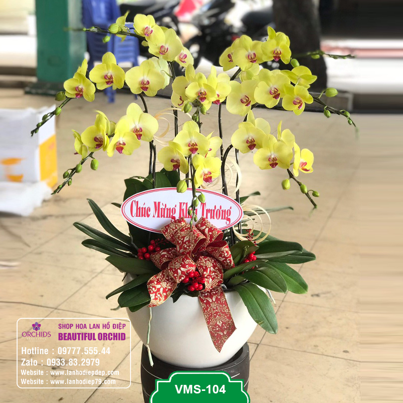 chau-lan-ho-diep-9-canh-hoa-vang-vms-1041 Chậu hoa lan đẹp màu vàng ghép 9 cành lan hồ điệp