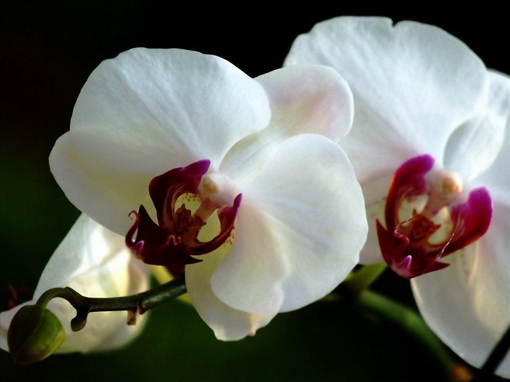 Được biết đến như là loài hoa quý giá và quý phái, lan Hồ Điệp Đài Loan toát lên vẻ đẹp sang trọng và đầy sức hấp dẫn. Những bông hoa này được coi là biểu tượng cho sự giàu có và phong thái. Và những bức ảnh chụp hoa lan này sẽ chắc chắn đẩy bạn tìm hiểu thêm về loài hoa này!