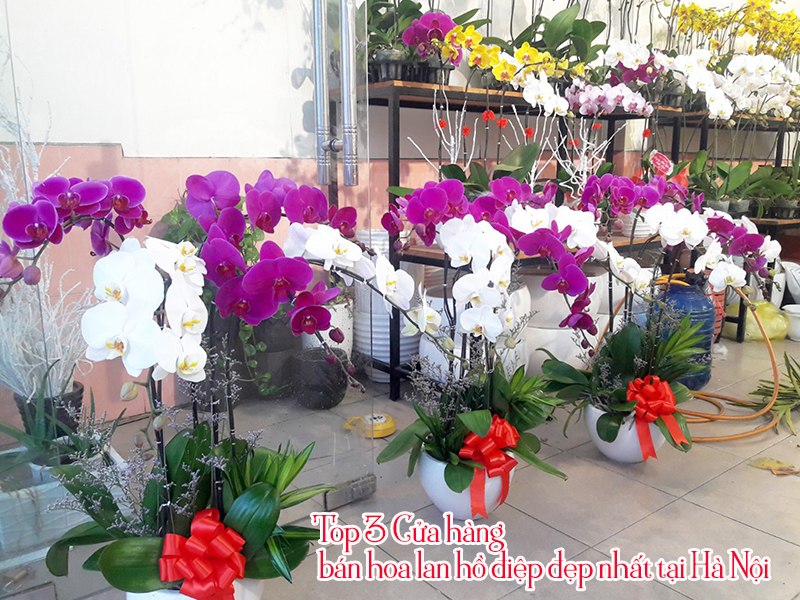 Top 3 Cửa hàng bán hoa lan hồ điệp đẹp nhất tại Hà Nội