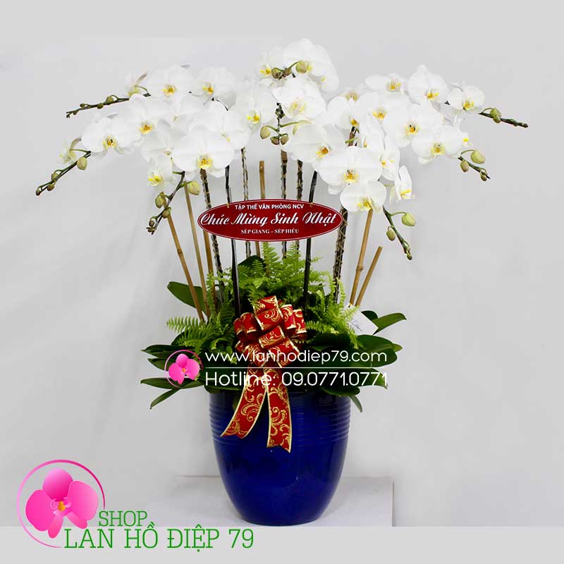 Chậu hoa lan đẹp tặng sinh nhật Sếp (7 CÀNH) hồ điệp trắng TRMS-97