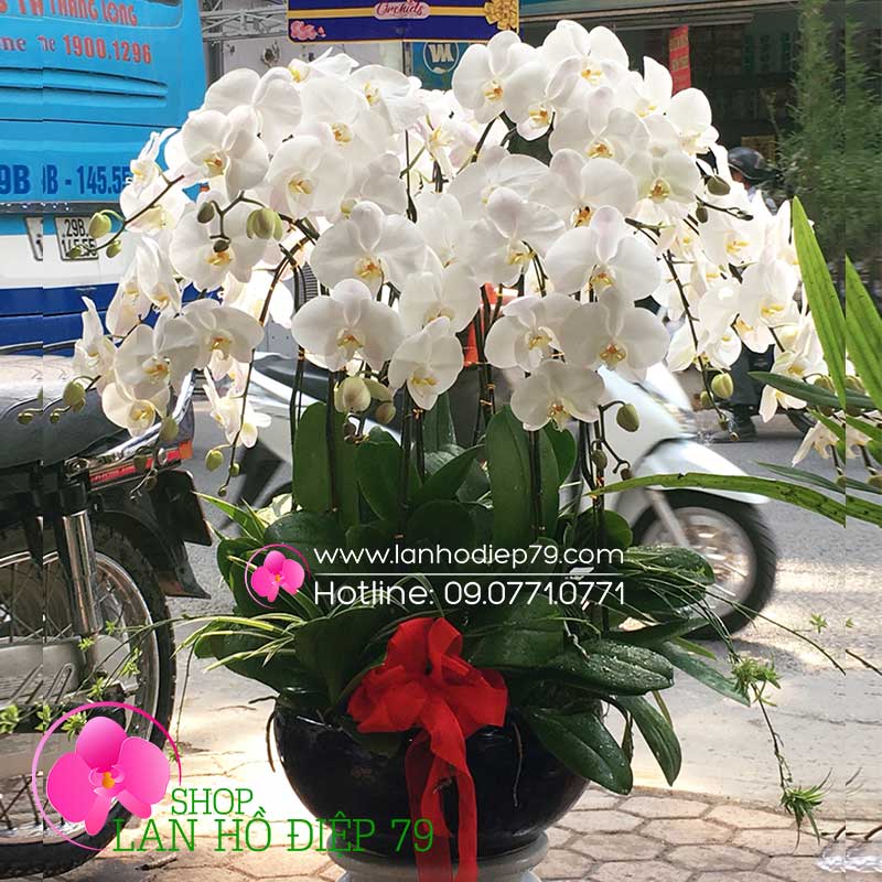 Chậu lan hồ điệp đẹp (15 CÀNH) hoa trắng TRMS-80