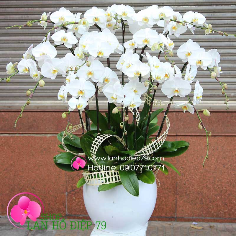 Bình hoa lan trắng đẹp ngất ngây (12 CÂY) hồ điệp TRMS-45