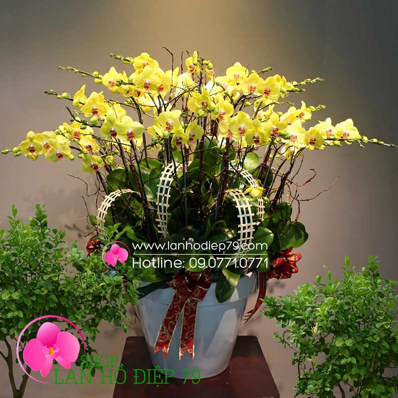 Chậu hoa lan vàng đẹp (30 CÀNH) hồ điệp VMS-60