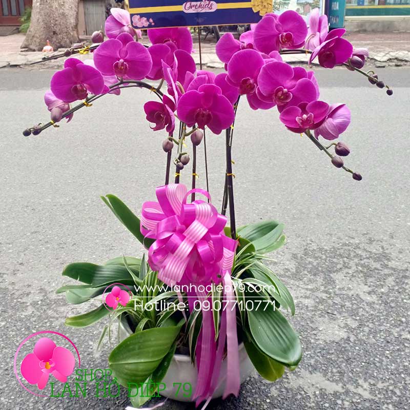 Chậu hoa lan đẹp giá rẻ (5 CÀNH) hoa màu tím TMS-58