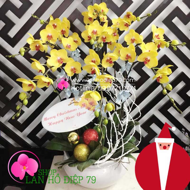 Chậu hoa lan hồ điệp đẹp (10 CÀNH) màu vàng VMS-24