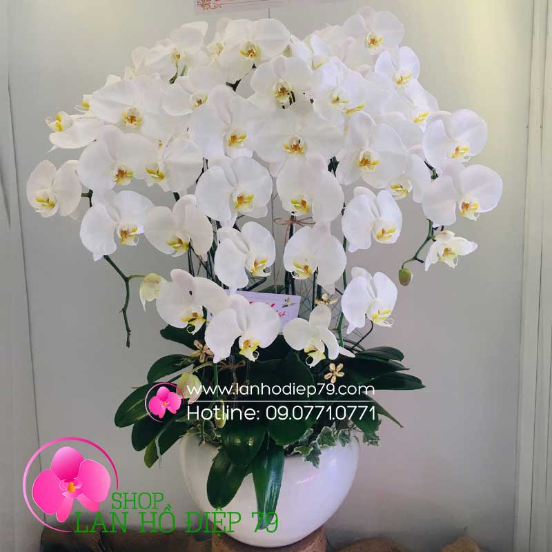 Chậu lan hồ điệp màu trắng (7 CÀNH) hoa xinh xắn TRMS-74