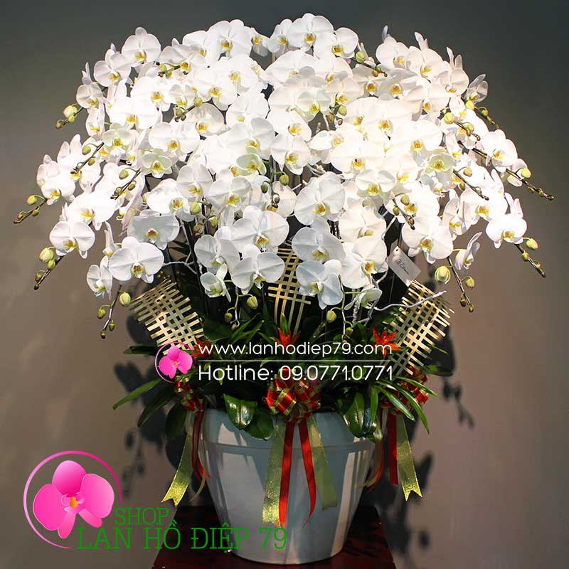 Chậu lan hồ điệp siêu đẹp (30 CÀNH) hoa trắng TRMS-51