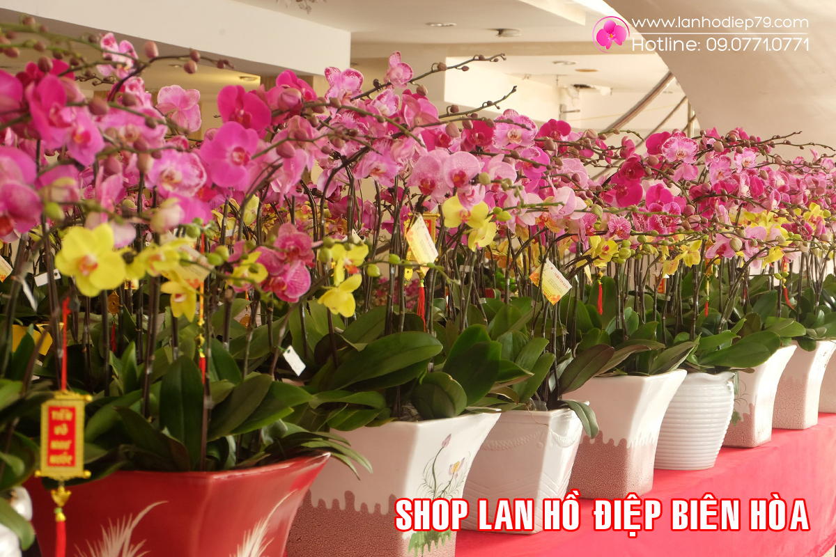 Shop hoa lan đẹp tại Biên Hòa - Đồng Nai chất lượng và uy tín
