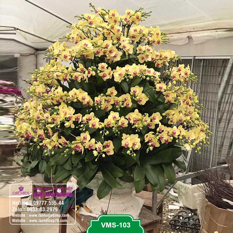 Hoa lan hồ điệp vàng ghép 200 cành hoa siêu đẹp và siêu to