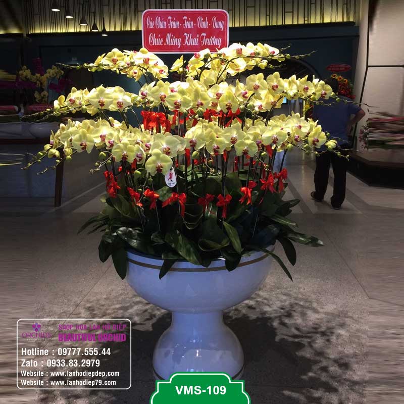 Chậu lan hồ điệp 50 cành hoa vàng VMS-109