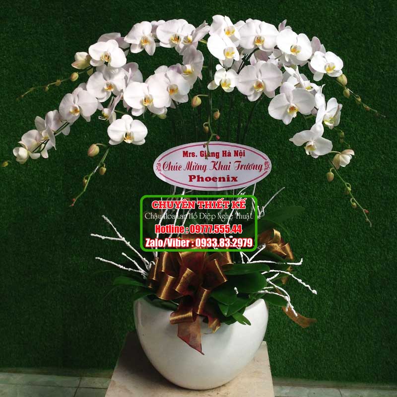 Chậu lan hồ điệp chúc mừng 9 cành hoa trắng Đài Loan TRMS-104