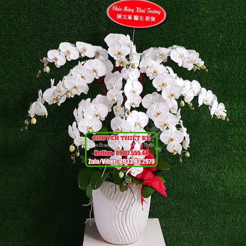 Hoa lan hồ điệp trắng 10 cành TRMS-105