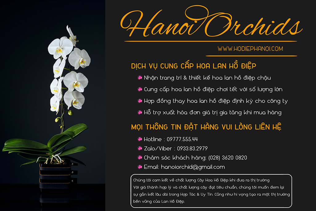 Gợi ý nơi bán hoa lan hồ điệp tết 2019 (GIÁ RẺ) tại Hà Nội 