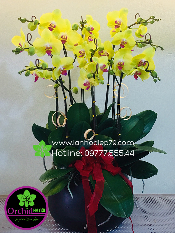 Cua-hang-lan-ho-diep-ha-noi-orchids