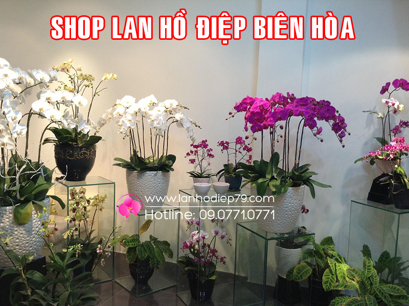 Shop-hoa-lan-dep-tai-bien-hoa-dong-nai