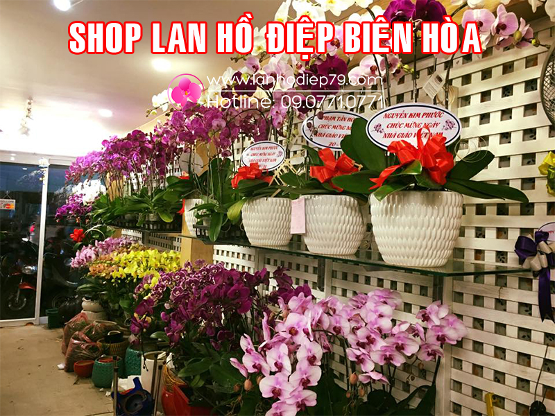 Shop-hoa-lan-dep-tai-dong-nai