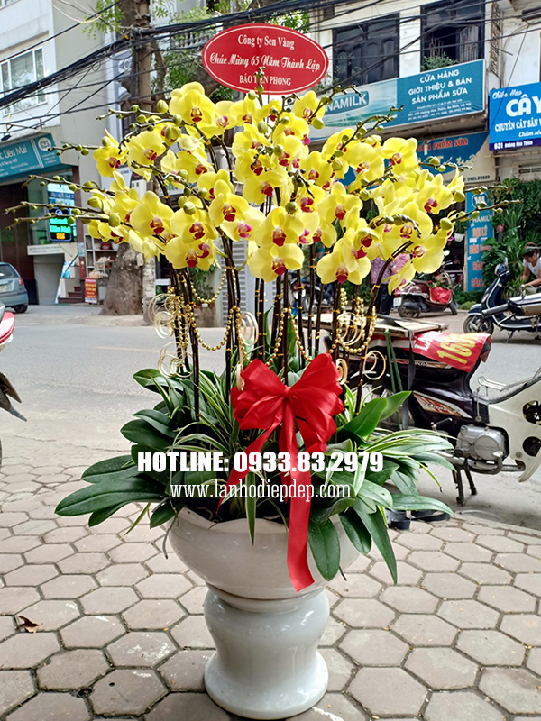 Shop-hoa-lan-ho-diep-Beautiful-Orchids-tai-ha-noi