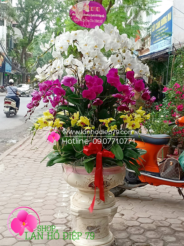 Shop-lan-ho-diep-tai-ha-noi-orchids-79