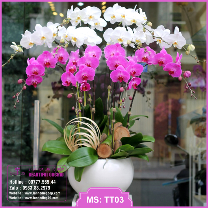 Shop lan hồ điệp tại Nha Trang