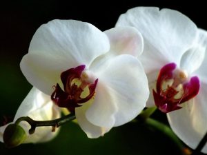 3 Lưu ý nhỏ khi chọn mua Lan Hồ Điệp Đài Loan