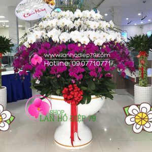 Chậu lan hồ điệp chưng tết đẹp gồm có 90 cành hoa lan hồ điệp trắng tím