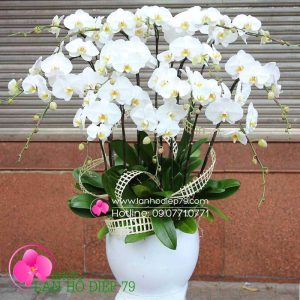 Chậu hoa lan hồ điệp trắng, Chậu hoa lan đẹp màu trắng