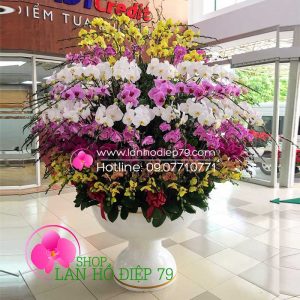 Bình hoa lan, chậu lan hồ điệp siêu khủng 200 CÀNH HOA đủ màu sắc