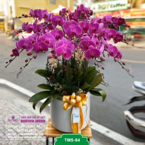 Chậu hoa lan tím siêu đẹp với 14 cành lan hồ điệp sang trọng