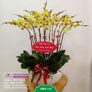 Shop bán chậu lan hồ điệp tại Hà Nội