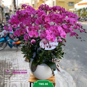 Bình hoa lan hồ điệp tím đẹp