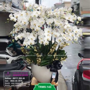Mẫu hoa lan hồ điệp trắng ghép chậu 20 cành đẹp ngất ngây