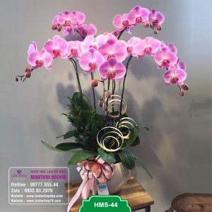 Chậu lan hồ điệp đẹp 5 cành màu hồng xinh xắn