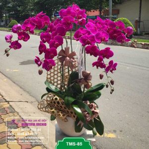 Chậu lan hồ điệp tím 5 cành hoa