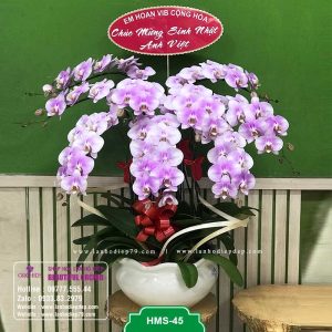 Chậu hoa lan hồ điệp đẹp ngất ngây với 9 cành lan hồng