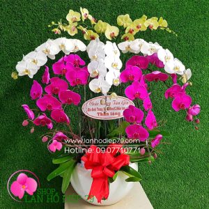 Chậu lan hồ điệp đẹp với 9 cành lan hồ điệp trắng tím vàng