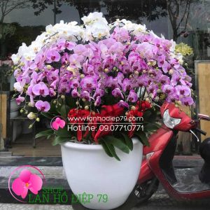 Chậu hoa lan hồ điệp đẹp, Bình lan hồ điệp đẹp màu trắng hồng