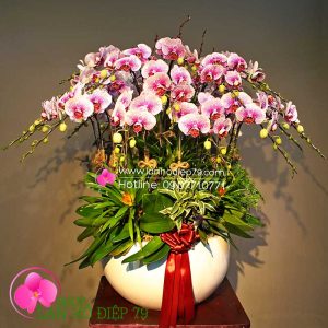Chậu lan hồ điệp tím, Chậu lan hồ điệp đẹp 30 cành tím
