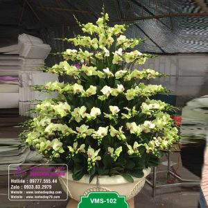 Chậu lan hồ điệp vàng đẹp tặng khai trương, tặng tết vô cùng sang trọng