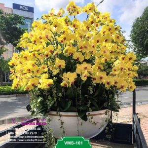 Chậu hoa lan hồ điệp vàng đẹp tặng sinh nhật, khai trương