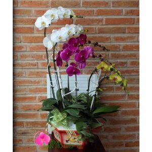 chậu lan hồ điệp mừng khai trương