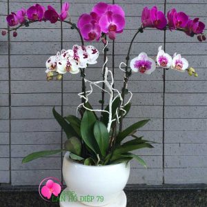 hoa lan hồ điệp bao nhiêu 1 cành