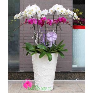 lan hồ điệp cắm bình